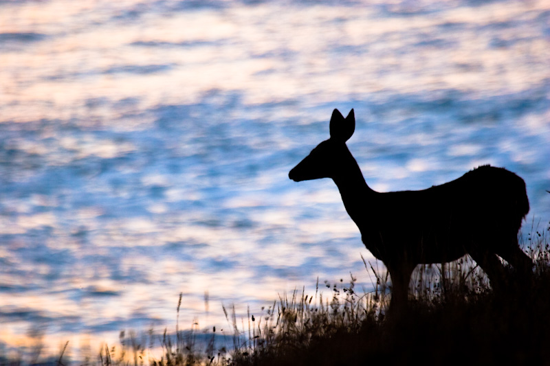 Mule Deer Silhouette At Sunrise